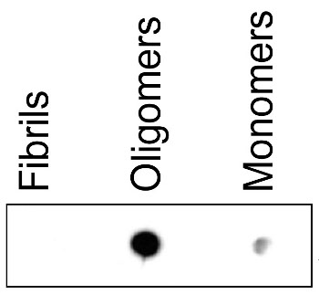 dot blot using anti-ASyO2 antibodies